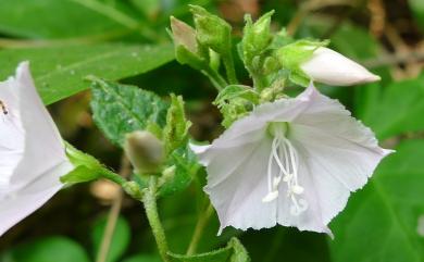 Jacquemontia paniculata 娥房藤