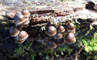 Mycena 小菇屬