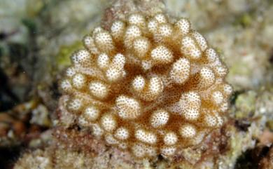 Klyxum flaccidum (Tixier-Durivault, 1966) 鬆弛葇荑軟珊瑚
