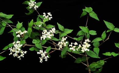 Viburnum erosum Thunb. 松田氏莢蒾