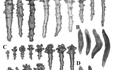 Sinularia ramosa Tixier-Durivault, 1945 散枝指形軟珊瑚