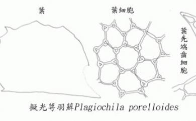 Plagiochila porelloides (Torr. ex Nees) Lindenb. 擬光萼羽蘚