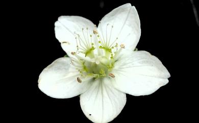 Parnassia palustris L. 梅花草