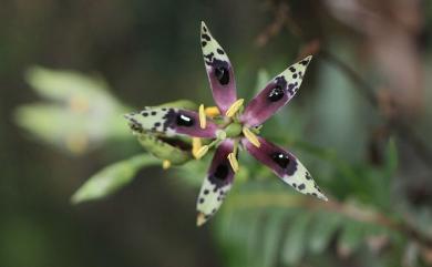 Swertia shintenensis Hayata 新店當藥