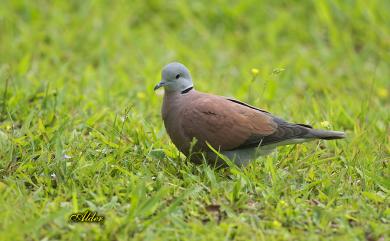 Streptopelia tranquebarica humilis 紅鳩