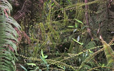 Diplopterygium chinensis (Rosenst.) De Vol 中華裏白
