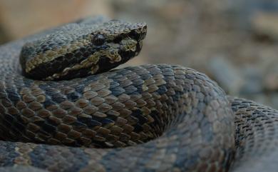 Trimeresurus gracilis Oshima, 1920 菊池氏龜殼花