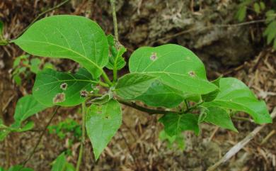 Ehretia resinosa Hance 恆春厚殼樹