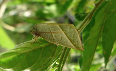 Hylophilodes tsukusensis Nagano, 1918 太平粉翠夜蛾