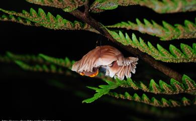 Pachliopta aristolochiae interposita (Fruhstorfer, 1904) 紅珠鳳蝶