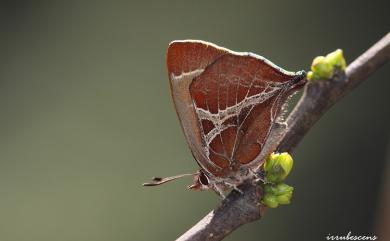 Amblopala avidiena y-fasciatus Sonan, 1932 尖灰蝶