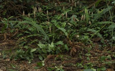 Goodyera foliosa (Lindl.) Benth. ex C.B.Clarke 高嶺斑葉蘭