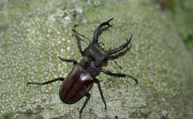 Lucanus maculifemoratus taiwanus Miwa, 1936 高砂深山鍬形蟲