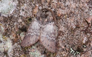 Disparia nigrofasciata Wileman, 1910 高山迴舟蛾