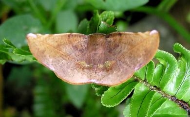 Garaeus apicata formosanus Bastelberger, 1911 後紋鈎角尺蛾