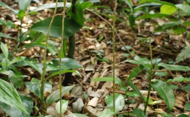 Hetaeria oblongifolia Blume 長橢圓葉伴蘭