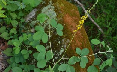 Crotalaria pallida Aiton 黃野百合