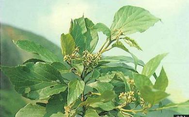 Cordia aspera subsp. kanehirae (Hayata) H.Y.Liu 金平氏破布子