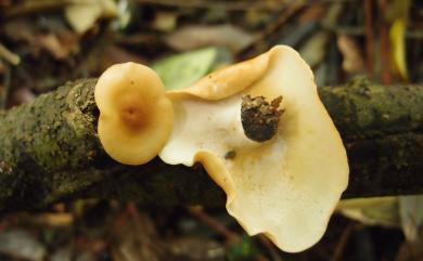 Polyporus badius (Pers.: S. F. Gray) Schw. 紅褐多孔菌