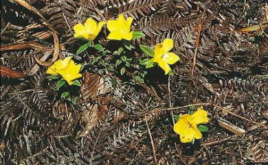 Lysimachia chingshuiensis 清水山過路黃