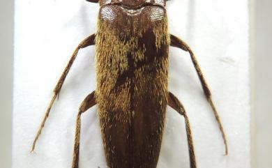 Synchroa formosana Hsiao, 2015 蓬萊長扁朽木蟲