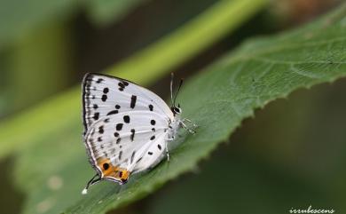 Araragi enthea morisonensis (Inoue, 1942) 墨點灰蝶