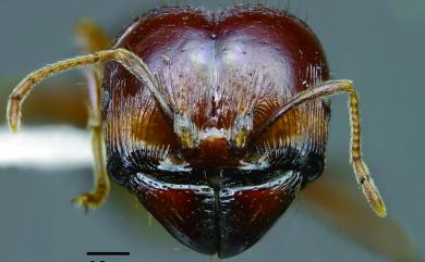 Pheidologeton diversus (Jerdon, 1851) 多樣擬大頭家蟻