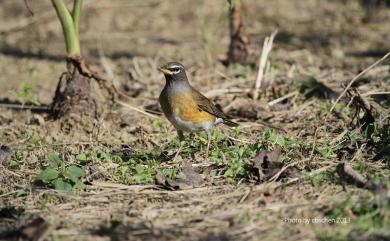 Turdus obscurus J. F. Gmelin, 1789 白眉鶇