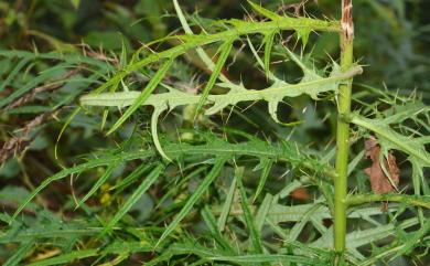 Cirsium kawakamii 玉山薊