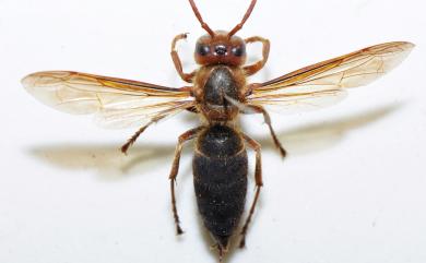 Vespa basalis Smith, 1852 黑腹虎頭蜂