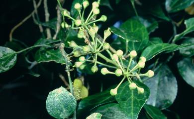 Hedera rhombea var. formosana 臺灣常春藤