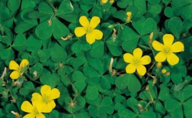 Oxalis corniculata L. 酢漿草