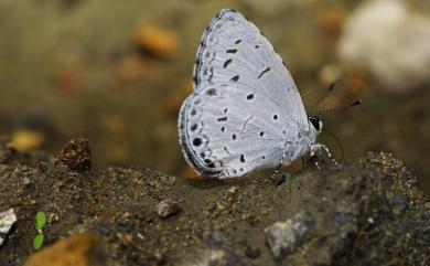 Acytolepis puspa myla (Fruhstorfer, 1909) 靛色琉灰蝶