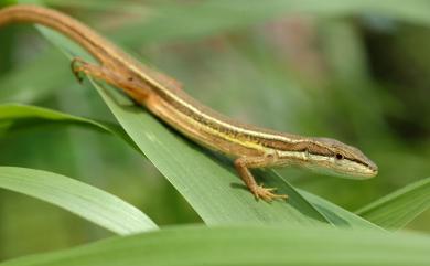 Takydromus luyeanus Lue & Lin, 2008 鹿野草蜥