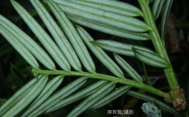 Amentotaxus formosana 臺灣穗花杉