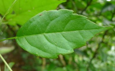 Ampelopsis cantoniensis var. leecoides 大葉廣東山葡萄