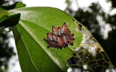 Lilioceris nigropectoralis (Pic, 1928) 長角長頸金花蟲