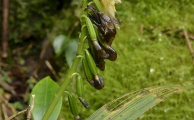 Calanthe clavata 棒距根節蘭