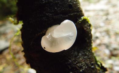 Tremella pulvinalis Kobayasi 墊狀銀耳