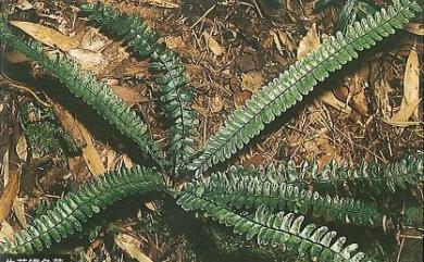 Asplenium normale 生芽鐵角蕨