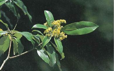 Pittosporum daphniphylloides Hayata 大葉海桐