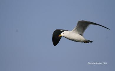 Larus crassirostris Vieillot, 1818 黑尾鷗