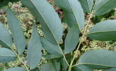 Aralia bipinnata 裡白楤木