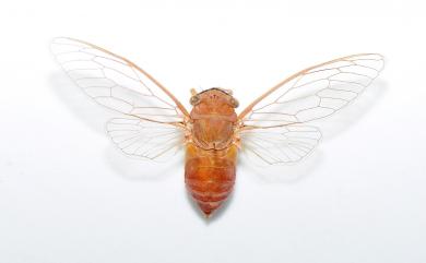 Chremistica ochracea (Walker, 1850) 薄翅蟬