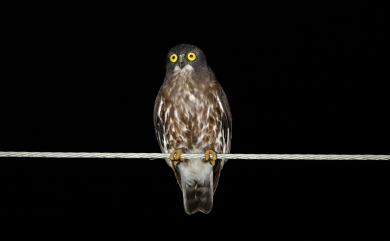 Ninox japonica (Temminck & Schlegel, 1845) 褐鷹鴞