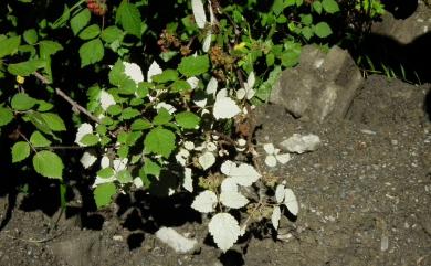 Rubus mesogaeus 裡白懸鉤子