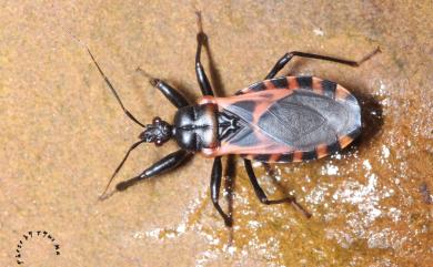 Haematoloecha nigrorufa (Stål, 1867) 黑紅赤獵蝽