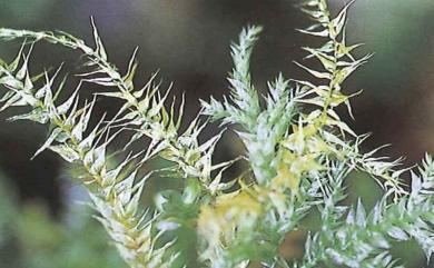 Floribundaria setschwanica 四川絲帶苔