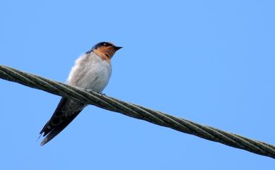 Hirundo tahitica javanica (Sparrman, 1789) 洋燕(蘭嶼亞種)