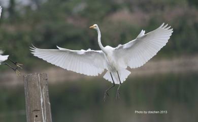 Ardea alba modesta Gray, 1831 大白鷺